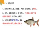 2.2.2脊椎動(dòng)物的主要類(lèi)群第1課時(shí)課件2024年初中秋季濟(jì)南版生物七年級(jí)上冊(cè)