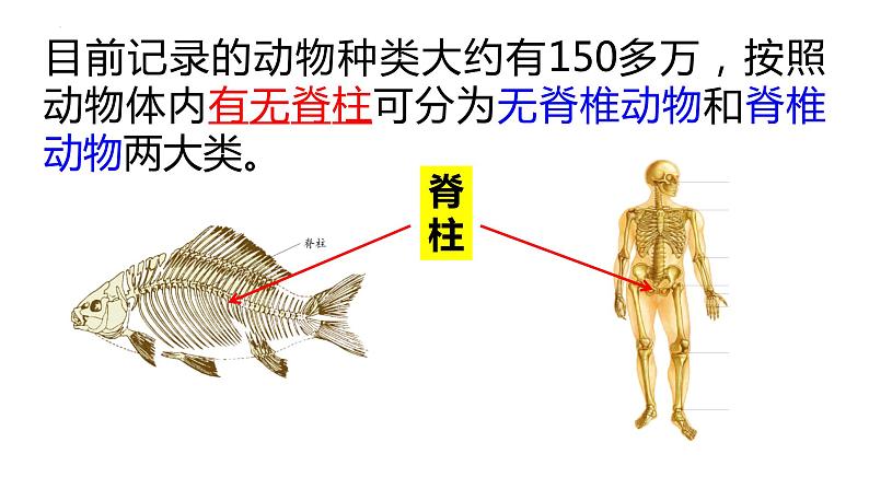 2.2.2脊椎动物的主要类群课件2024年初中秋季济南版生物七年级上册03