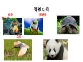 2.2.2脊椎動(dòng)物的主要類(lèi)群課件2024年初中秋季濟(jì)南版生物七年級(jí)上冊(cè)