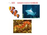 2.2.2脊椎動(dòng)物的主要類(lèi)群課件2024年初中秋季濟(jì)南版生物七年級(jí)上冊(cè)