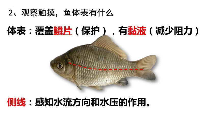 2.2.2脊椎动物的主要类群课件2024年初中秋季济南版生物七年级上册07