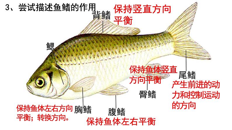 2.2.2脊椎动物的主要类群课件2024年初中秋季济南版生物七年级上册08