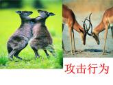 2.2.3动物的行为课件2024年初中秋季济南版生物七年级上册