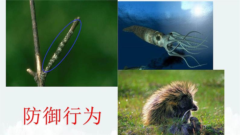 2.2.4动物的行为课件---2024年初中秋季济南版生物七年级上册08