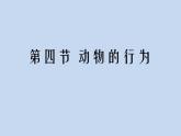 2.2.4动物的行为课件2024年初中秋季济南版生物七年级上册