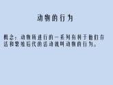 2.2.4动物的行为课件2024年初中秋季济南版生物七年级上册