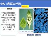 2.3.1  病毒  课件2024年初中秋季济南版生物七年级上册