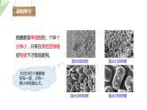 2.3.2 细菌 课件 2024年初中秋季济南版生物七年级上册