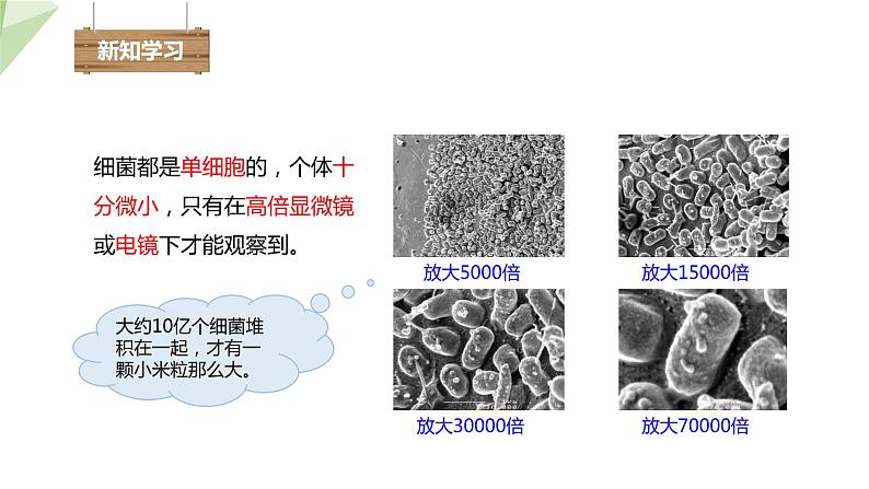 2.3.2 细菌 课件 2024年初中秋季济南版生物七年级上册04