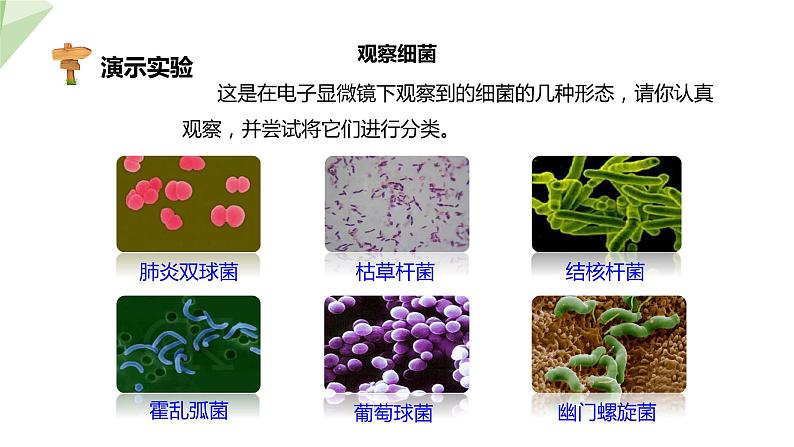 2.3.2 细菌 课件 2024年初中秋季济南版生物七年级上册05