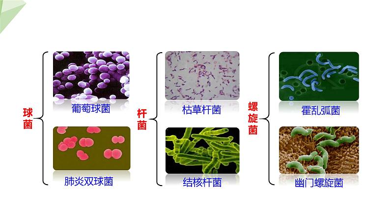 2.3.2 细菌 课件 2024年初中秋季济南版生物七年级上册06