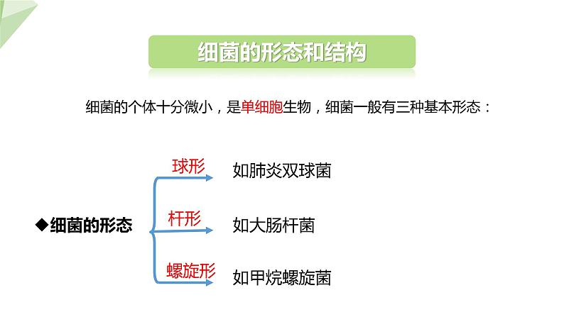 2.3.2 细菌 课件 2024年初中秋季济南版生物七年级上册07