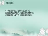 2.3.3  真菌  课件2024年初中秋季济南版生物七年级上册