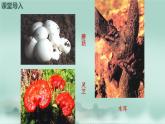 2.3.3  真菌  课件2024年初中秋季济南版生物七年级上册