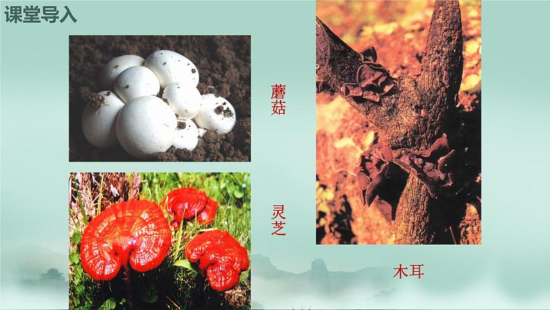 2.3.3  真菌  课件2024年初中秋季济南版生物七年级上册第4页