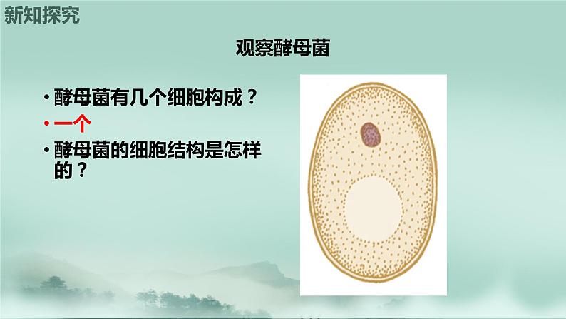 2.3.3  真菌  课件2024年初中秋季济南版生物七年级上册第6页