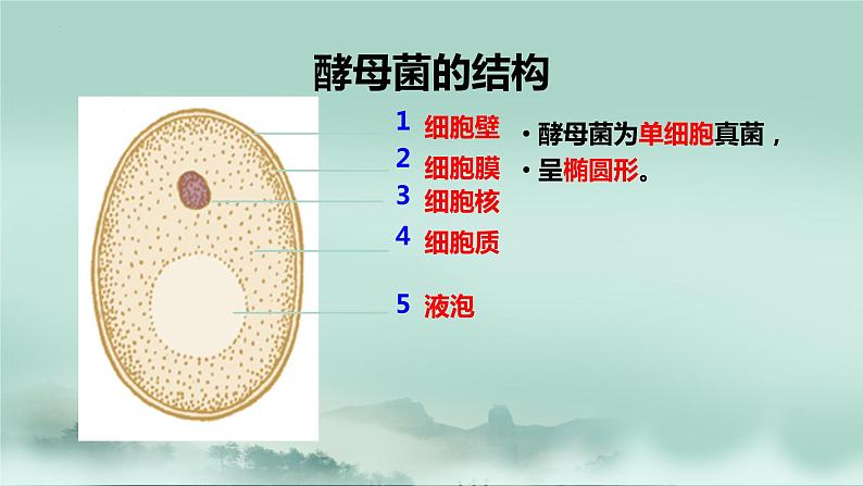 2.3.3  真菌  课件2024年初中秋季济南版生物七年级上册第7页