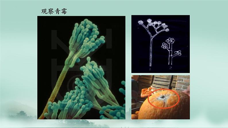 2.3.3  真菌  课件2024年初中秋季济南版生物七年级上册第8页