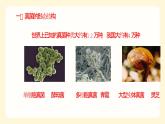 2.3.3真菌课件---2024年初中秋季济南版生物七年级上册