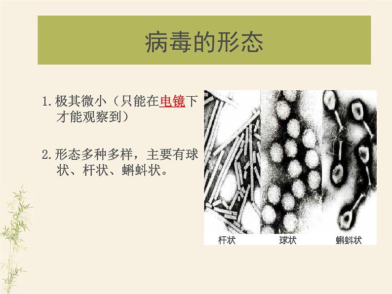 2.3生物圈中的微生物单元整体复习课件-2024年初中秋季济南版生物七年级上册第5页