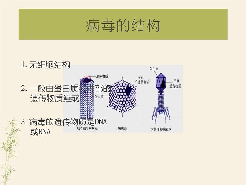 2.3生物圈中的微生物单元整体复习课件-2024年初中秋季济南版生物七年级上册第6页