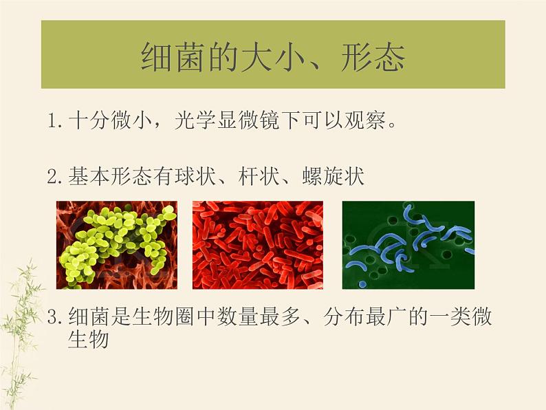 2.3生物圈中的微生物单元整体复习课件-2024年初中秋季济南版生物七年级上册第8页