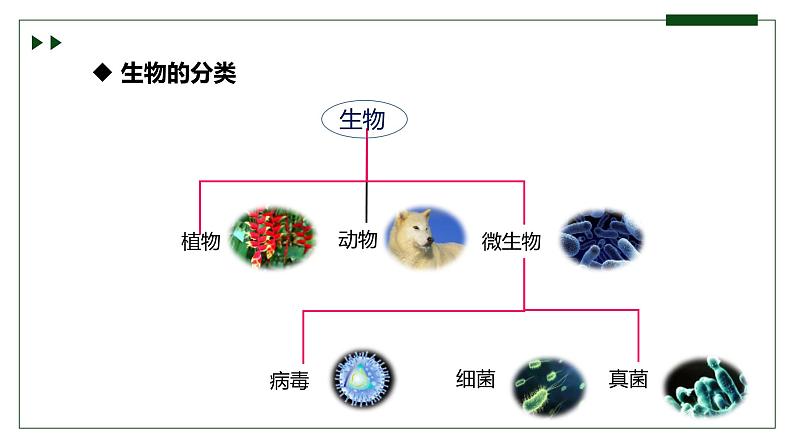 济南版 初中生物七年级上册1.1.1生物具有基本的生命特征课件+视频08