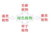 2.1.1绿色植物类群课件2024年初中秋季济南版生物七年级上册