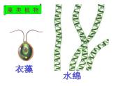 2.1.1绿色植物类群课件2024年初中秋季济南版生物七年级上册