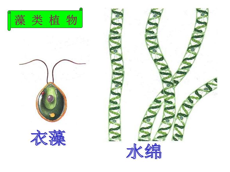 2.1.1绿色植物类群课件2024年初中秋季济南版生物七年级上册05