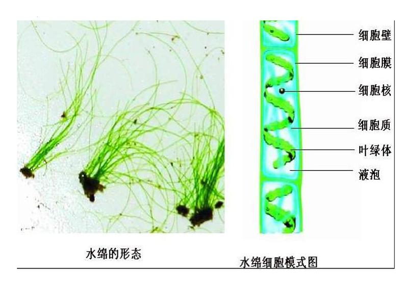 2.1.1绿色植物类群课件2024年初中秋季济南版生物七年级上册06