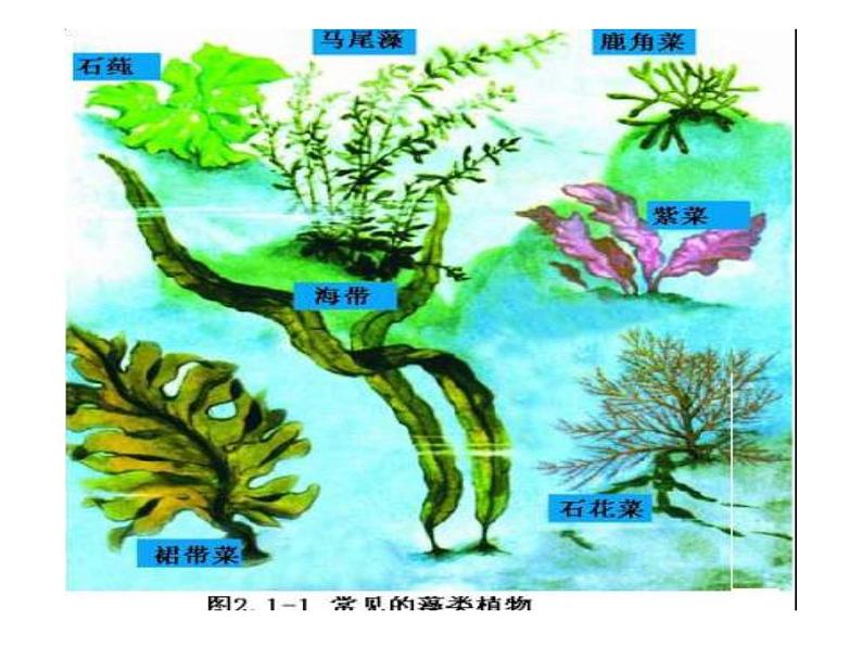 2.1.1绿色植物类群课件2024年初中秋季济南版生物七年级上册07