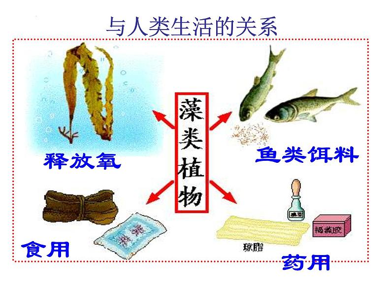 2.1.1绿色植物类群课件2024年初中秋季济南版生物七年级上册08