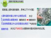 2.1.2 植物的蒸腾作用课件2024年初中秋季济南版生物七年级上册