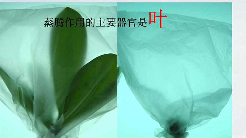 2.1.2 植物的蒸腾作用课件2024年初中秋季济南版生物七年级上册05