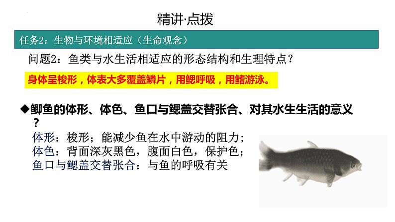 2.2.2动物的类群+-脊椎动物复习课件2024年初中秋季济南版生物七年级上册05