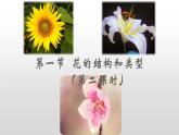 4.1.1花的结构与类型课件---2024年初中秋季济南版生物八年级上册