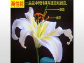 4.1.1花的结构与类型课件---2024年初中秋季济南版生物八年级上册