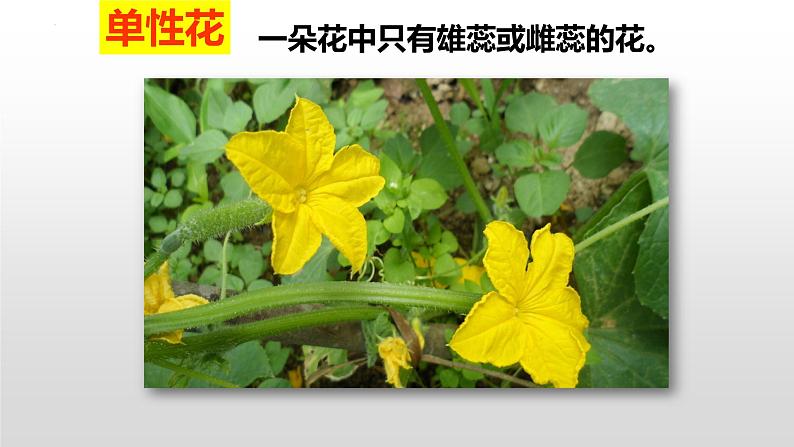 4.1.1花的结构与类型课件---2024年初中秋季济南版生物八年级上册05