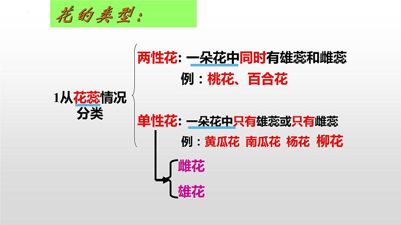 4.1.1花的结构与类型课件---2024年初中秋季济南版生物八年级上册08