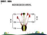 4.1.2传粉与受精 第二课时教学课件 ---2024年初中秋季济南版生物八年级上册