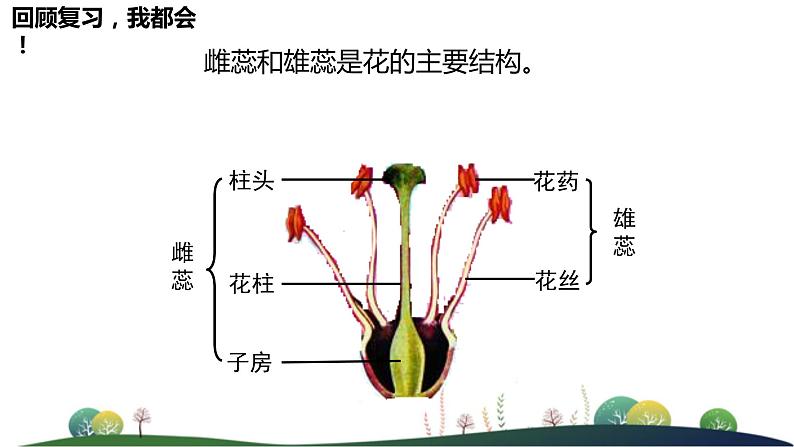 4.1.2传粉与受精 第二课时教学课件 ---2024年初中秋季济南版生物八年级上册03