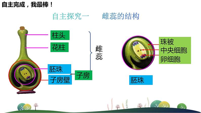 4.1.2传粉与受精 第二课时教学课件 ---2024年初中秋季济南版生物八年级上册04