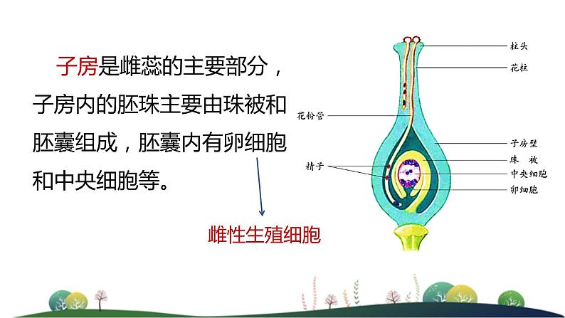 4.1.2传粉与受精 第二课时教学课件 ---2024年初中秋季济南版生物八年级上册05