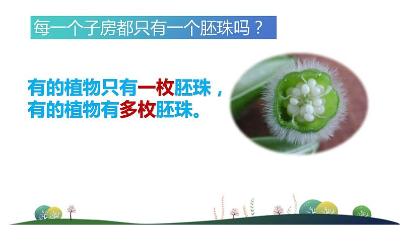 4.1.2传粉与受精 第二课时教学课件 ---2024年初中秋季济南版生物八年级上册06