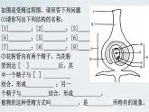 4.1.3 果实与种子的形成(1)课件 --2024年初中秋季济南版生物八年级上册