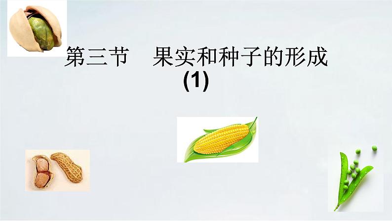 4.1.3 果实与种子的形成(1)课件 --2024年初中秋季济南版生物八年级上册03