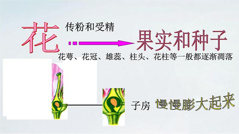 4.1.3 果实与种子的形成(1)课件 --2024年初中秋季济南版生物八年级上册07