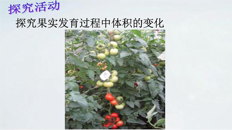 4.1.3 果实与种子的形成(1)课件 --2024年初中秋季济南版生物八年级上册08