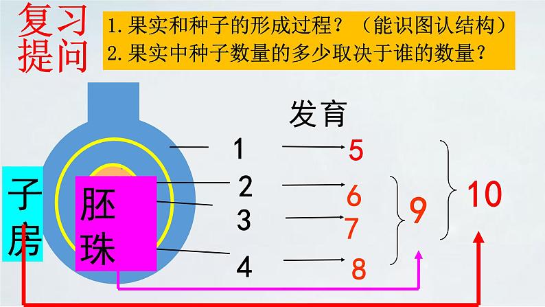 4.1.3 果实与种子的形成(2)课件 --2024年初中秋季济南版生物八年级上册01